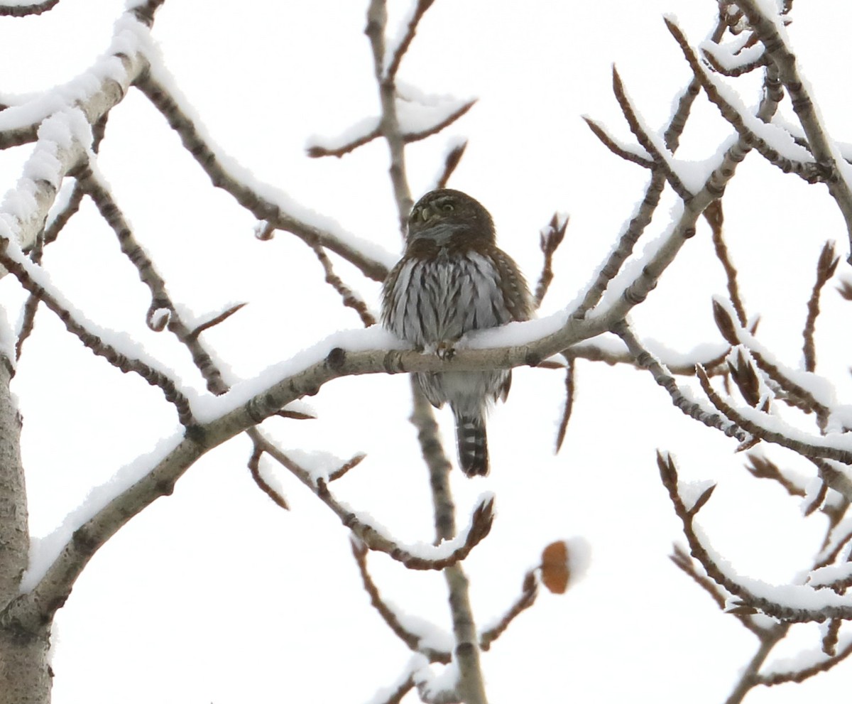 Northern Pygmy-Owl - Braden Collard