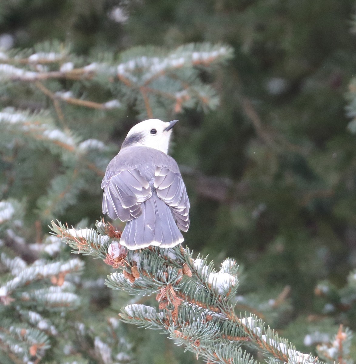 Canada Jay - Braden Collard