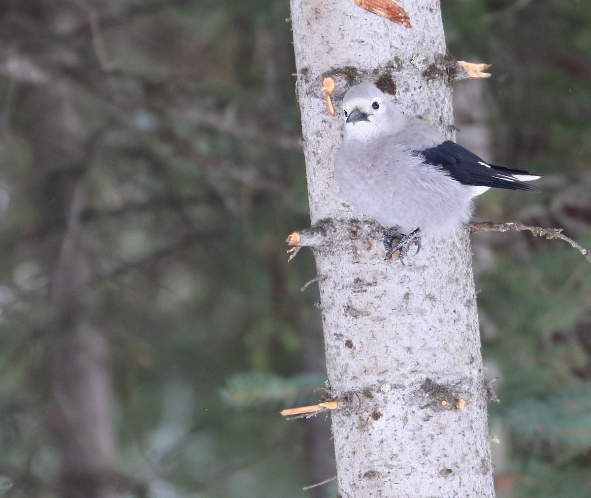 Clark's Nutcracker - Braden Collard