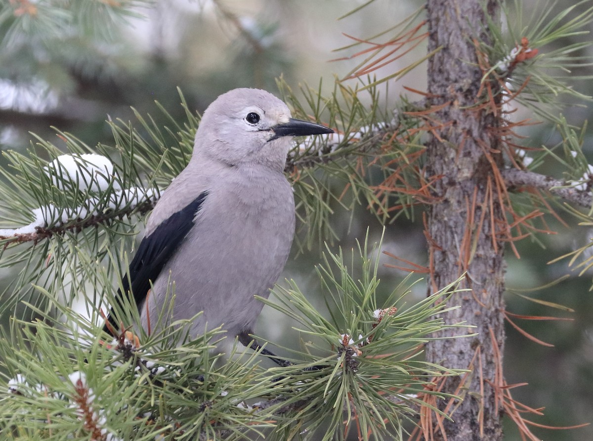 Clark's Nutcracker - Braden Collard