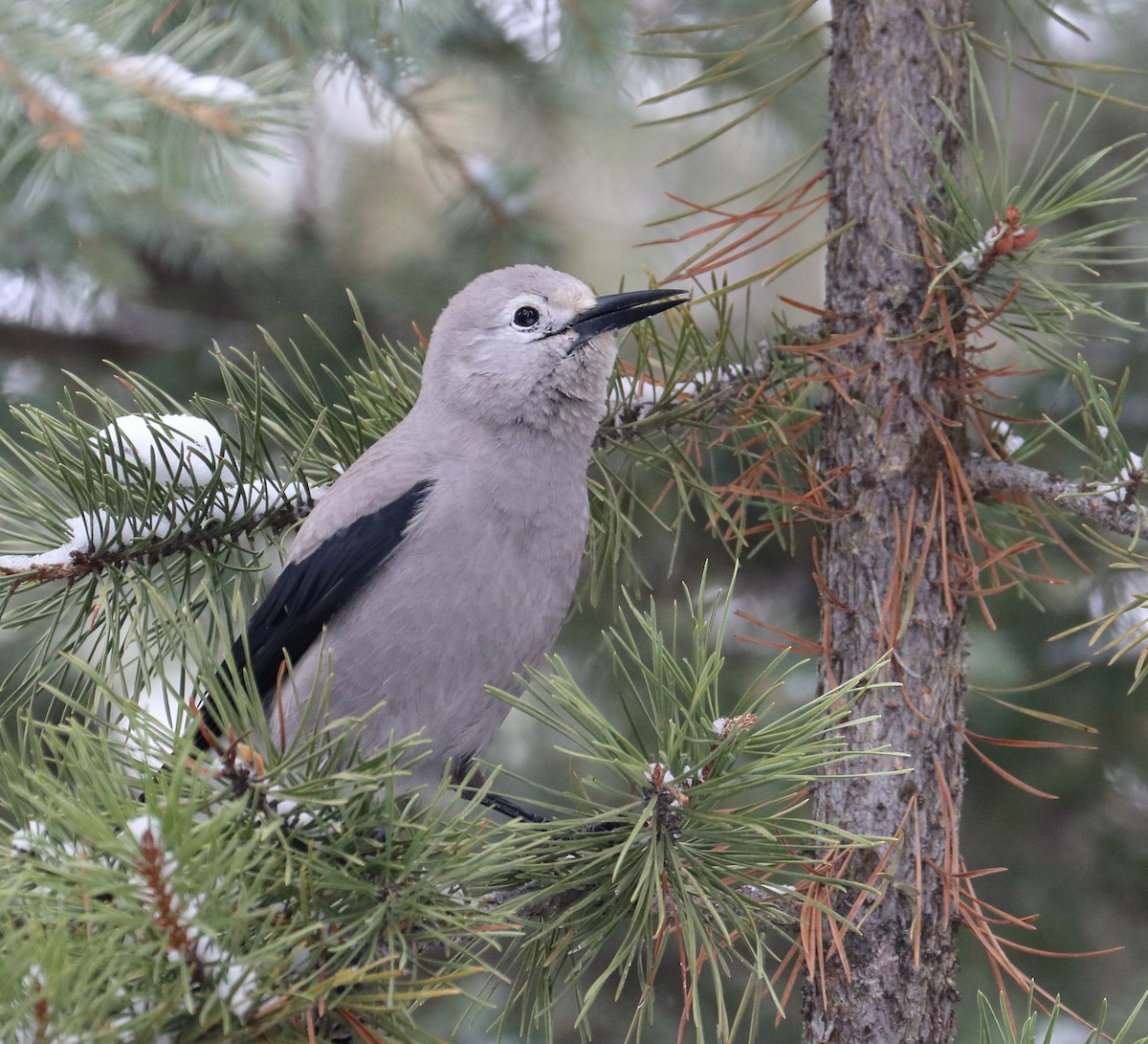 Clark's Nutcracker - Braden Collard