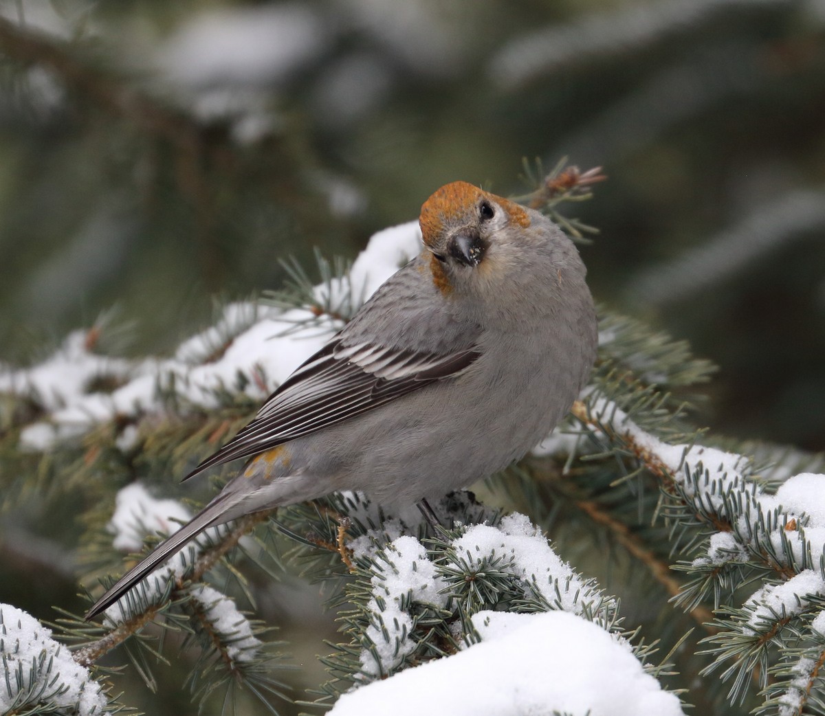 Pine Grosbeak - Braden Collard