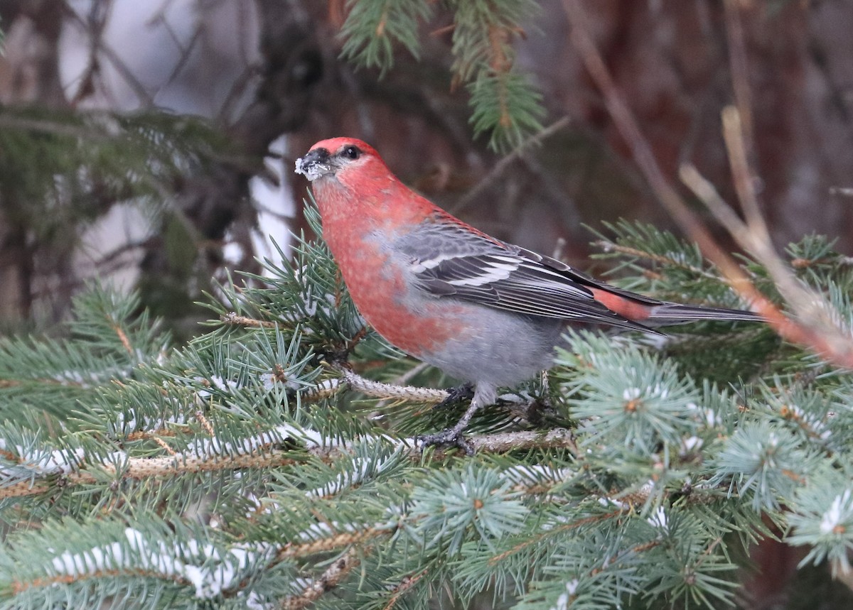 Pine Grosbeak - Braden Collard