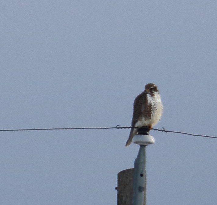 Prairie Falcon - Braden Collard