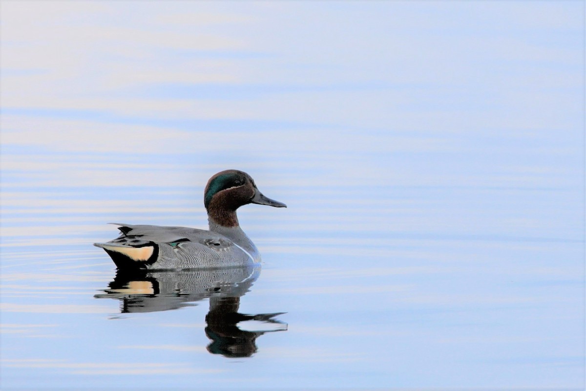 Green-winged Teal - ML523000791