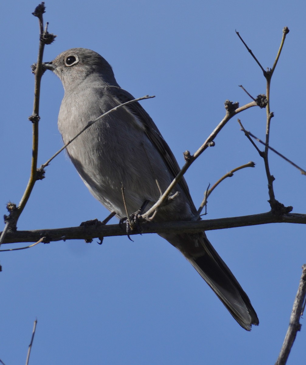 Townsend's Solitaire - amanda haney