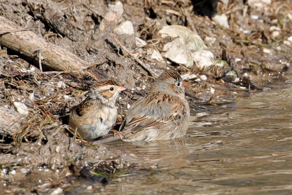 Clay-colored Sparrow - ML523001401