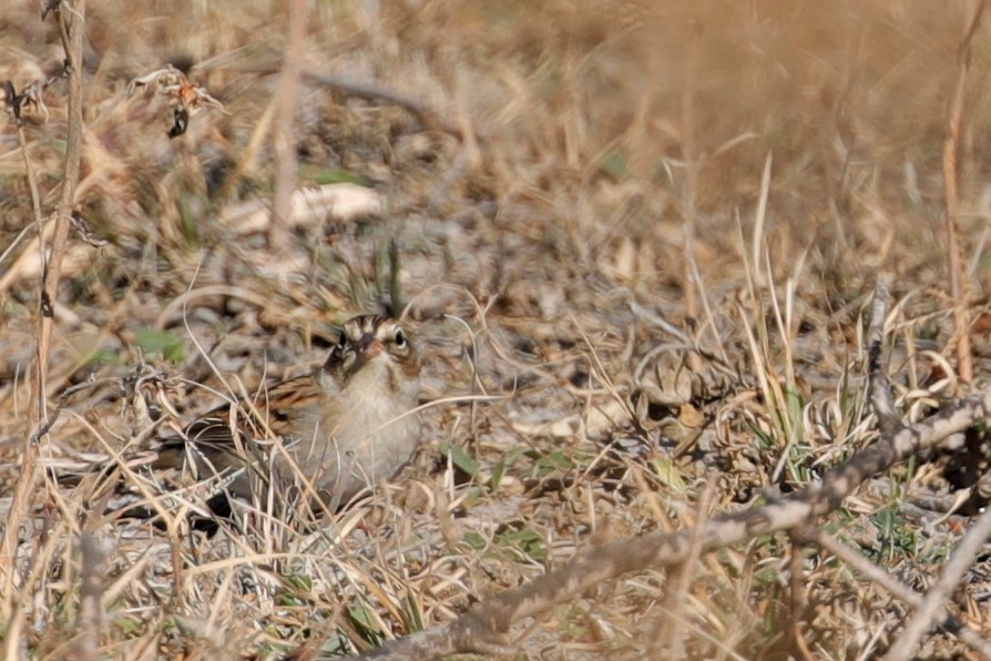 Clay-colored Sparrow - ML523001411