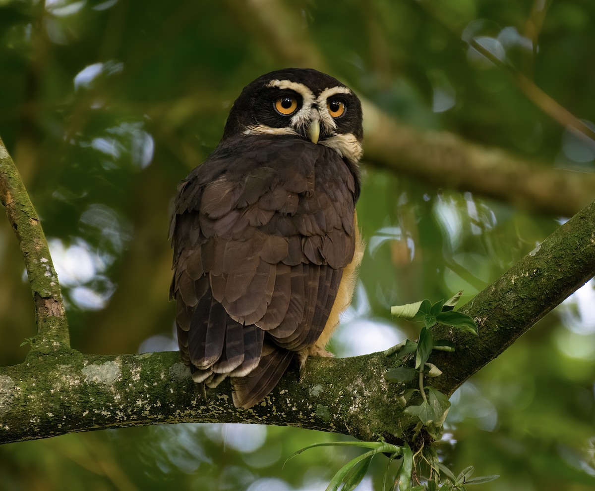 Spectacled Owl - ML523003751