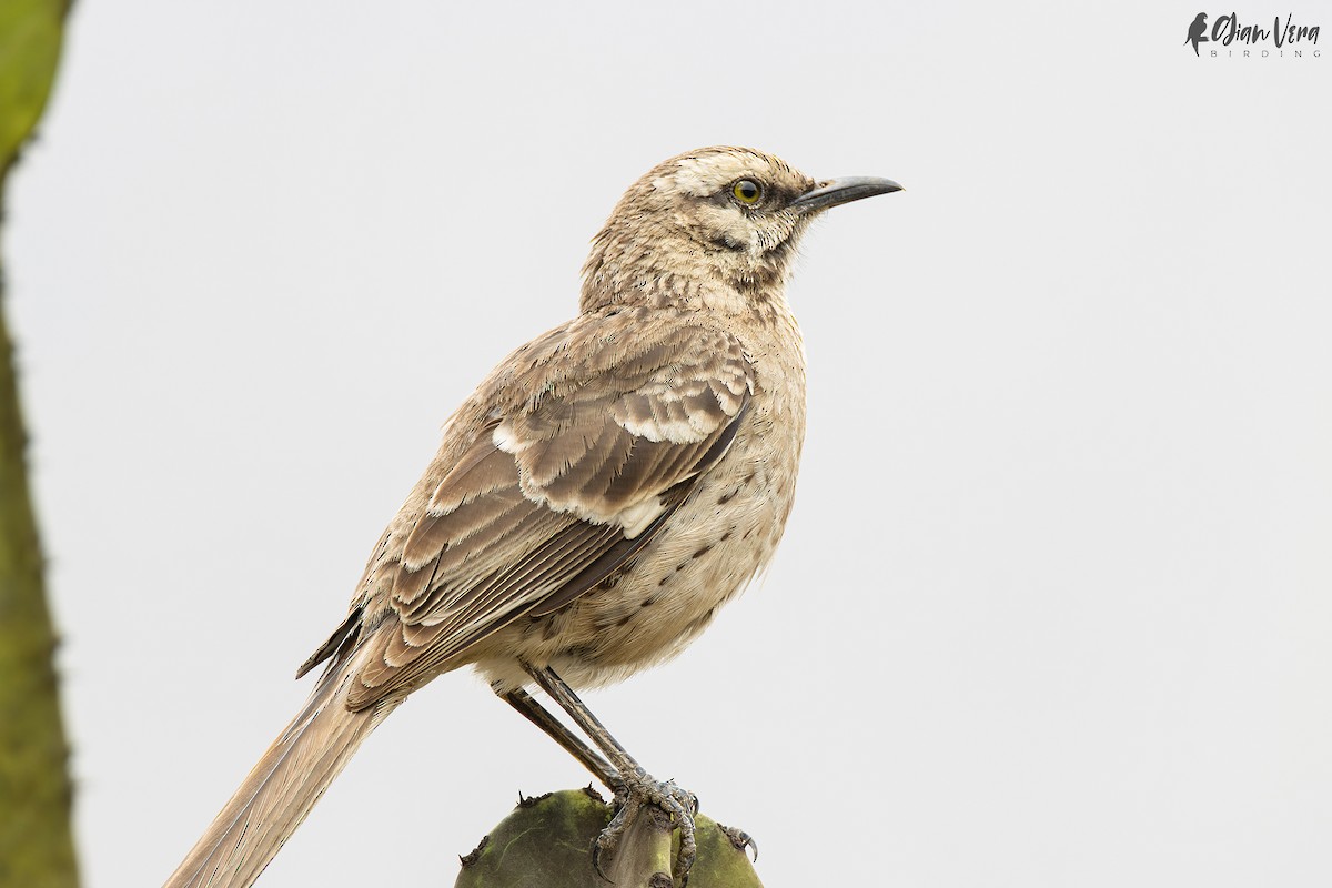 Long-tailed Mockingbird - ML523005861