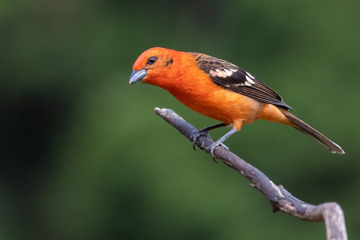 Flame-colored Tanager - ML523006761