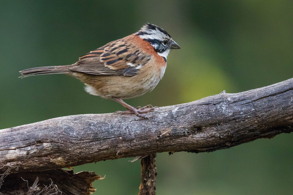 Rufous-collared Sparrow - ML523006941
