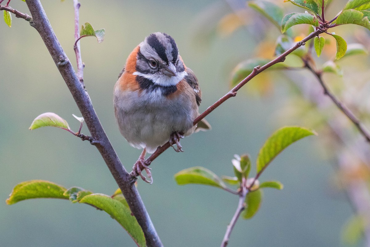 Rufous-collared Sparrow - Leo Damrow