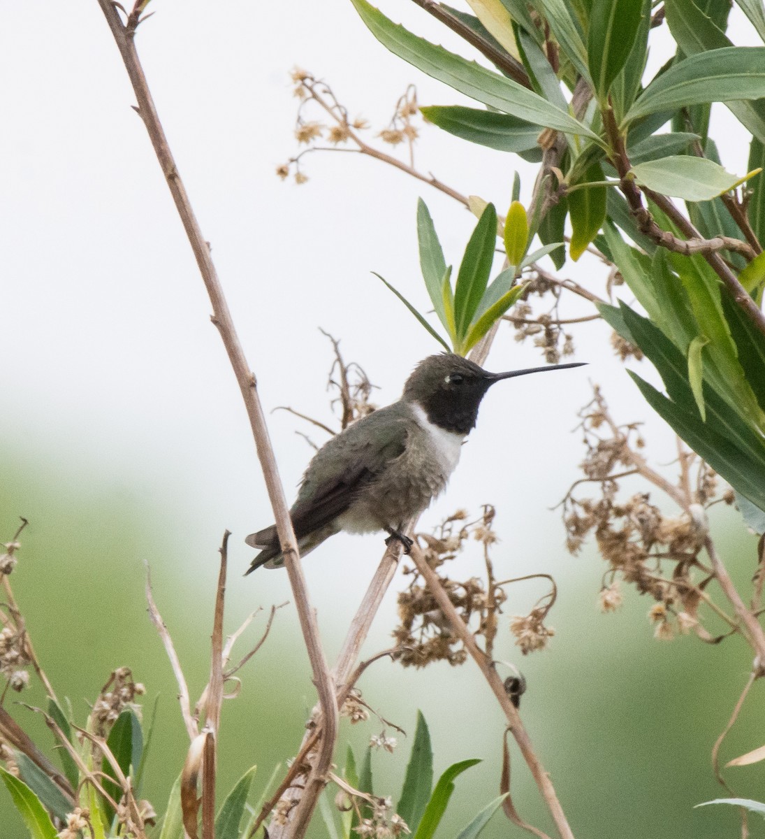Black-chinned Hummingbird - ML52300771