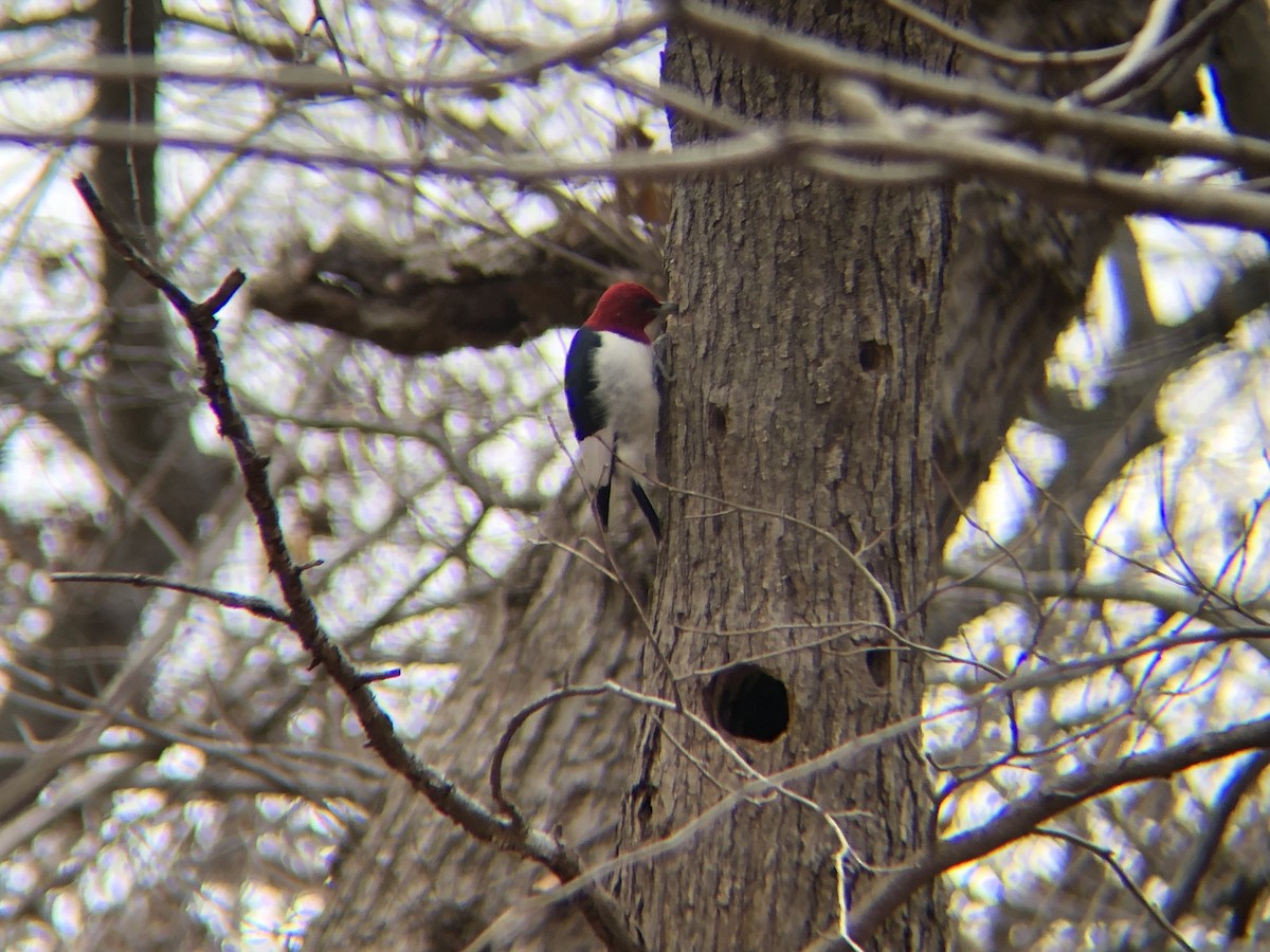 Red-headed Woodpecker - ML523008201