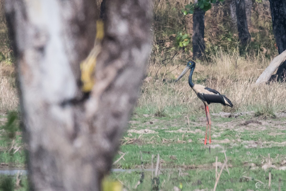 Black-necked Stork - Pattaraporn Vangtal