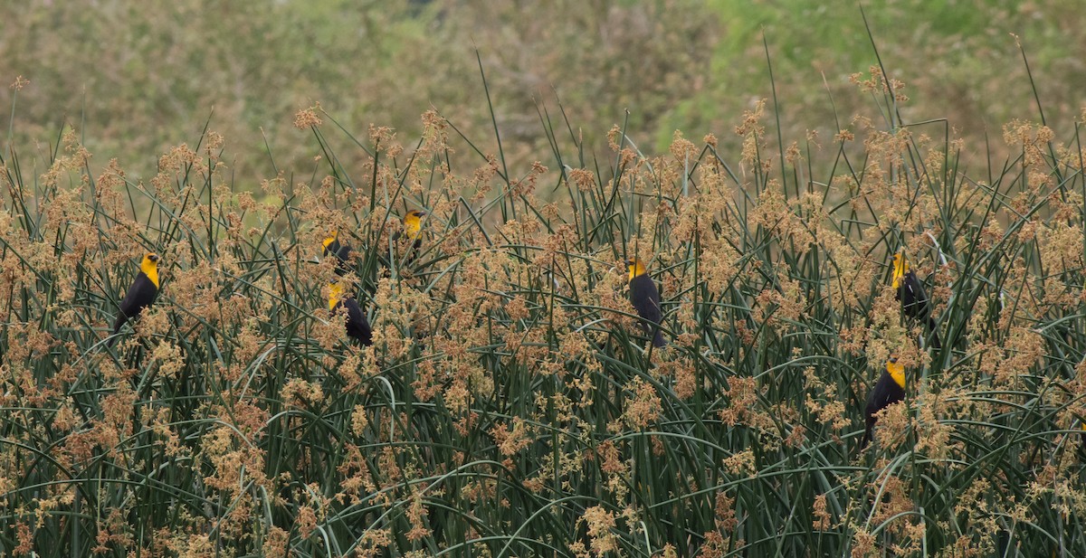 Yellow-headed Blackbird - ML52301031
