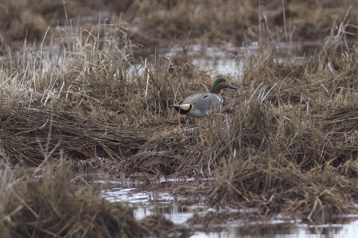 Green-winged Teal - ML52301951
