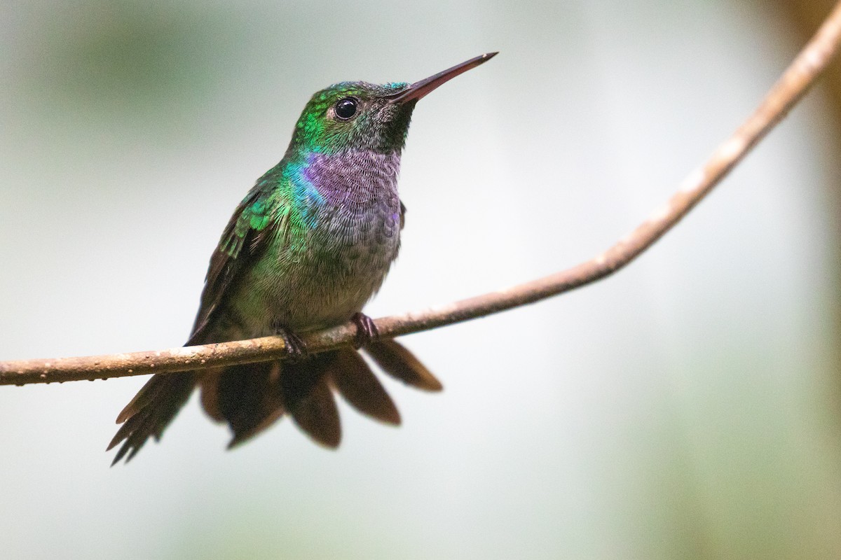 kolibřík modroprsý - ML523024161