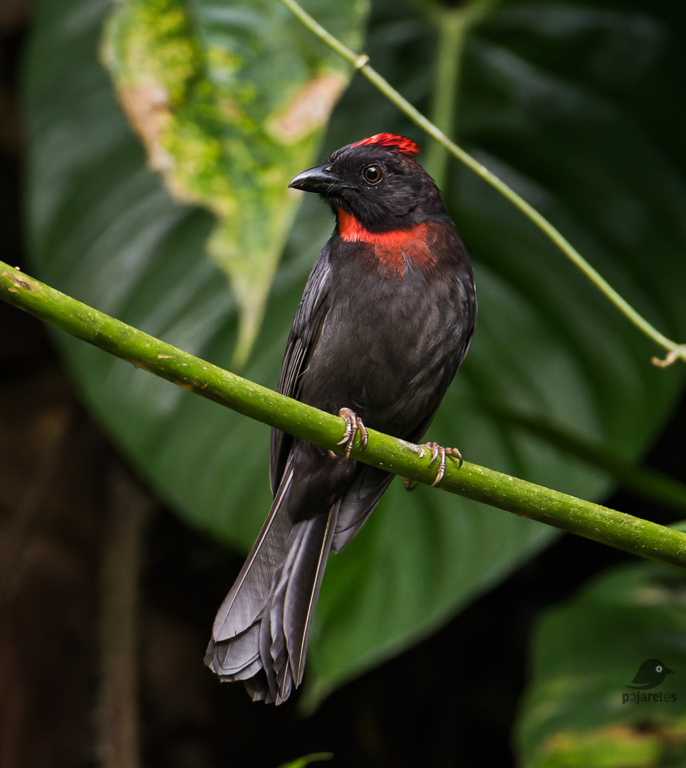 Sooty Ant-Tanager - ML523025291