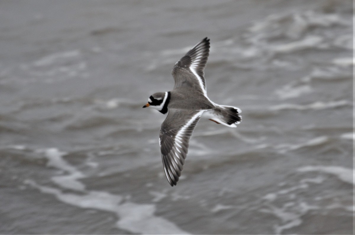 Common Ringed Plover - ML523025351