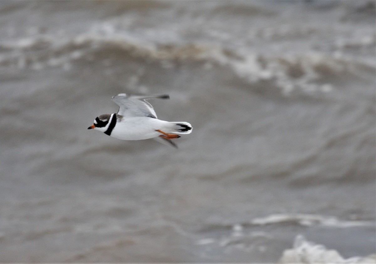 Common Ringed Plover - ML523025441