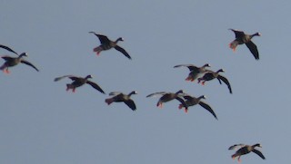 Greater White-fronted Goose, ML523033381