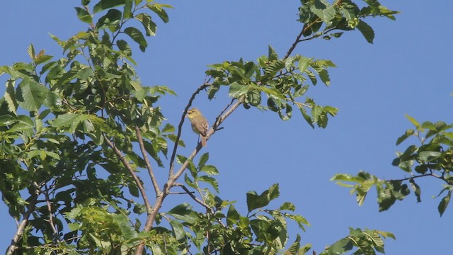 Melodious Warbler - ML523033541
