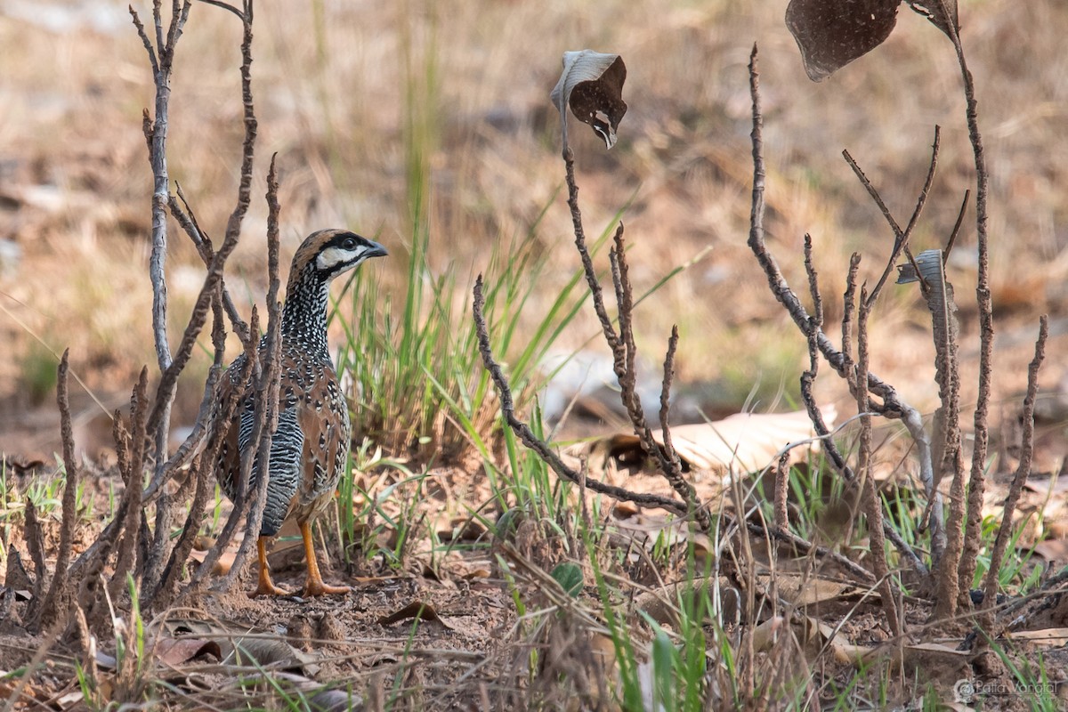 Chinese Francolin - ML52303521
