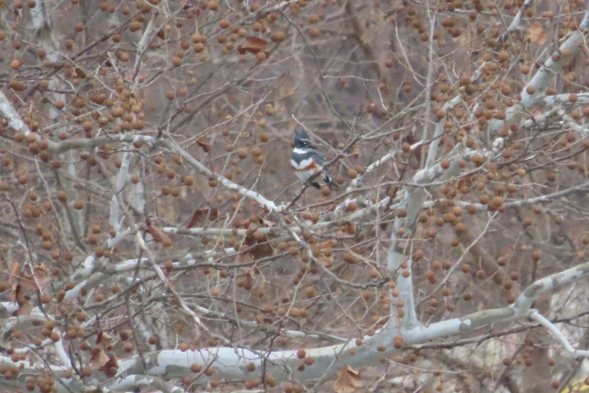 Belted Kingfisher - ML523036021