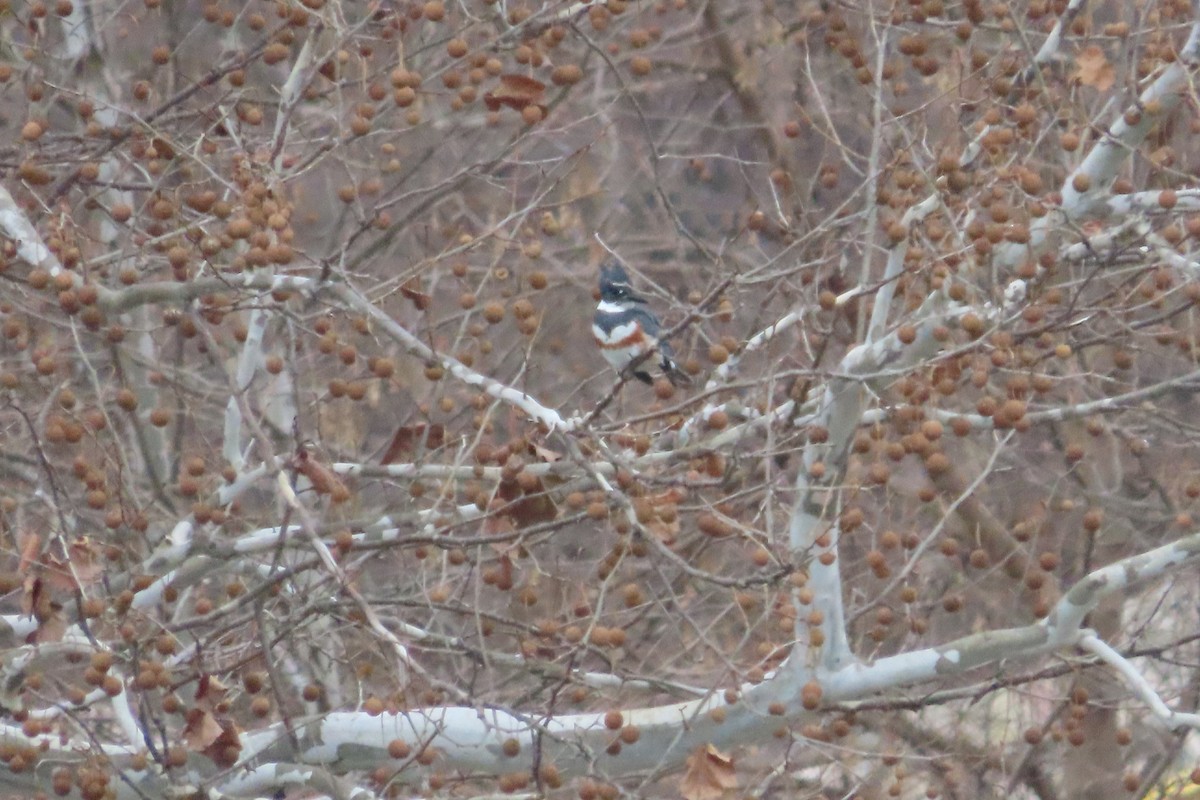 eBird Checklist - 11 Jan 2023 - Cleves Community Park - 9 species (+1