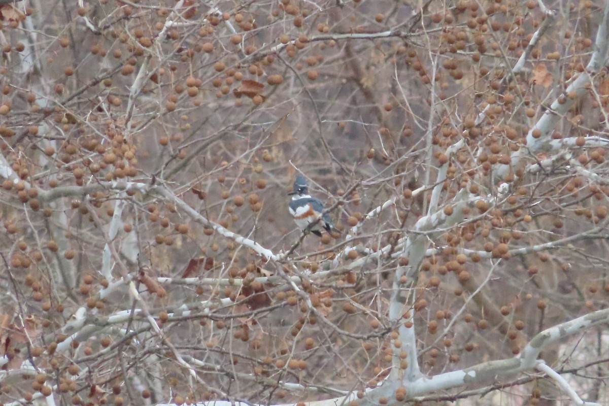 Belted Kingfisher - ML523036161