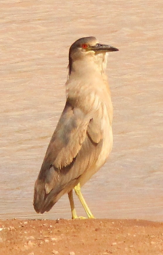 Black-crowned Night Heron - Debby Parker