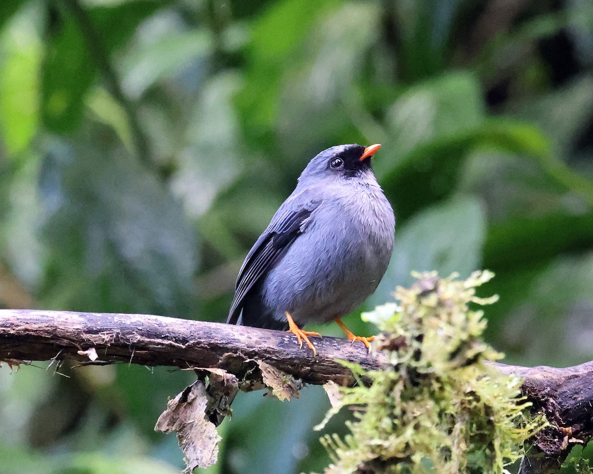 Black-faced Solitaire - ML523043851
