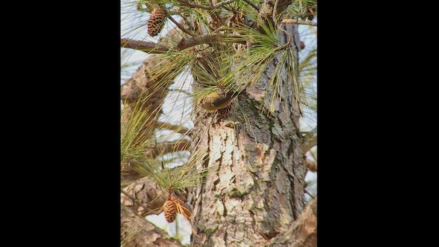 Red Crossbill (Northeastern or type 12) - ML523046691