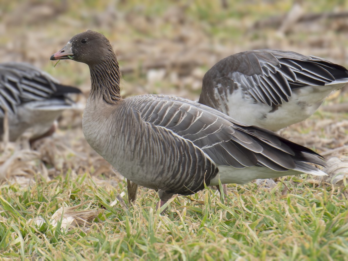 Pink-footed Goose - ML523047361
