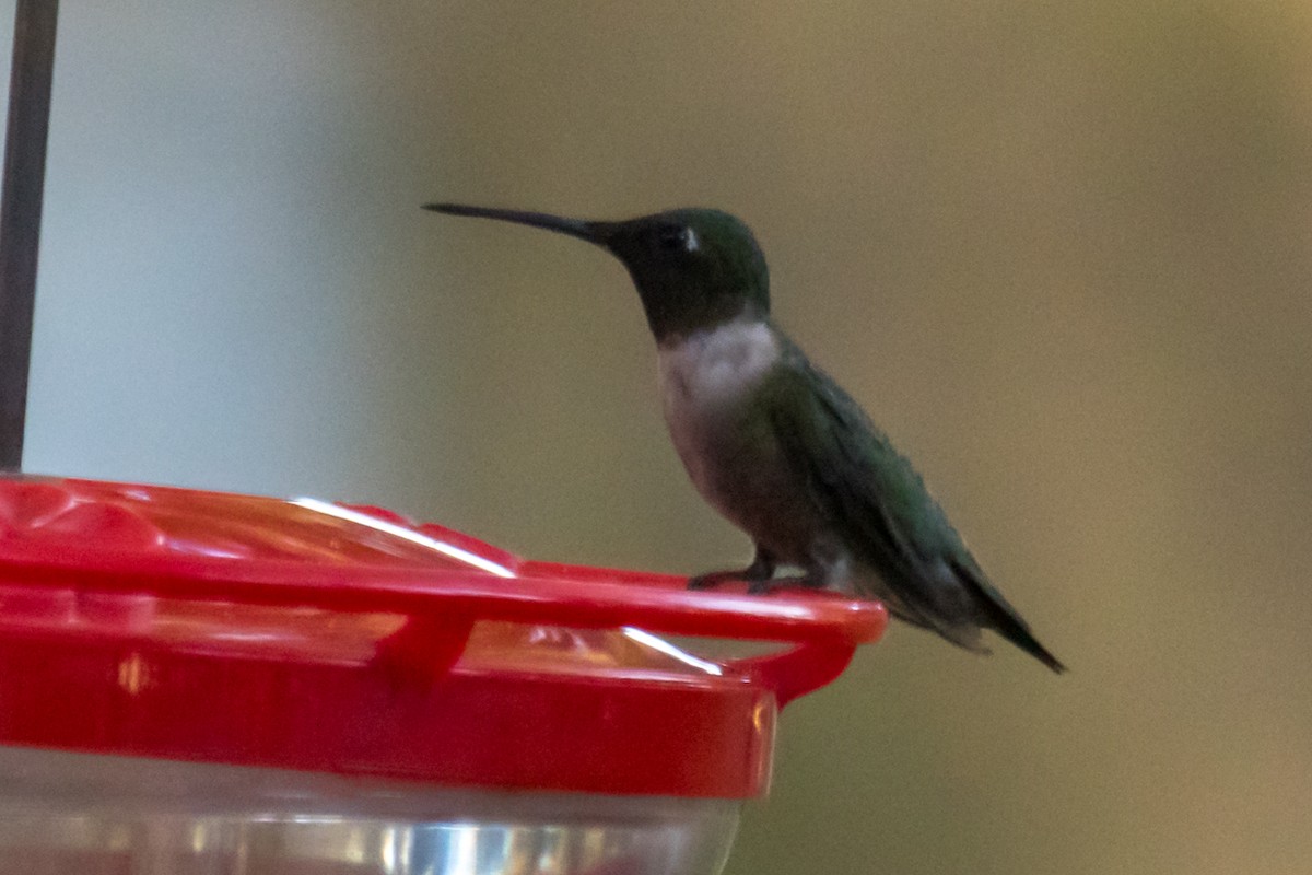 Ruby-throated Hummingbird - ML523051351