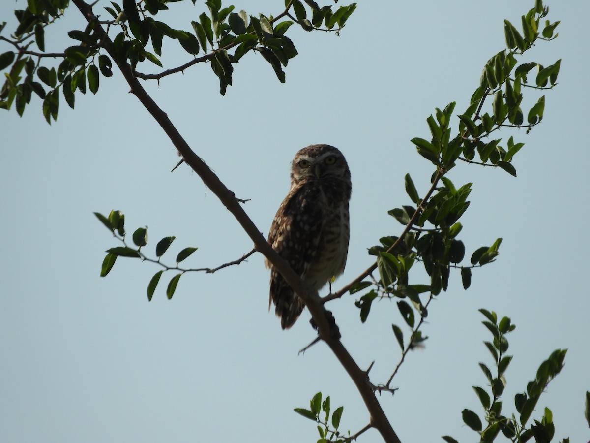 Burrowing Owl - ML523052841