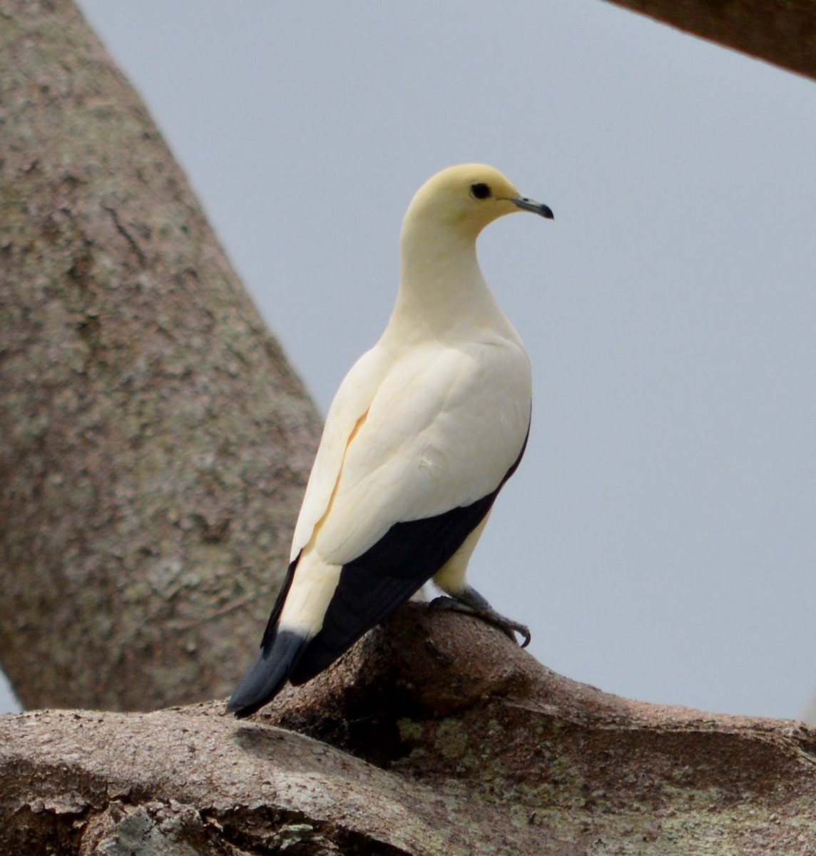 Pied Imperial-Pigeon - ML523055071