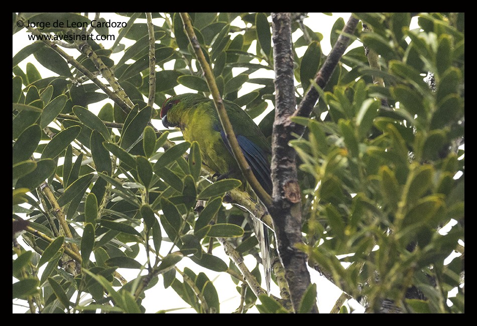 New Caledonian Parakeet - Jorge de Leon Cardozo
