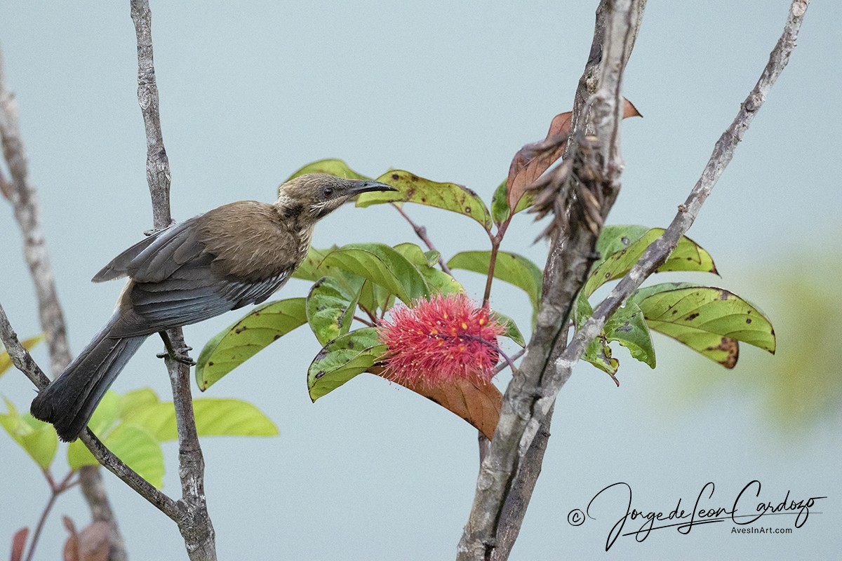 New Caledonian Friarbird - ML523061261