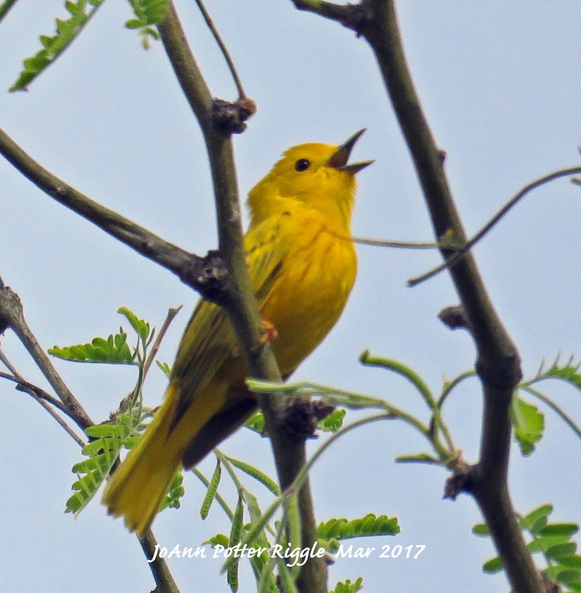 Yellow Warbler - JoAnn Potter Riggle 🦤
