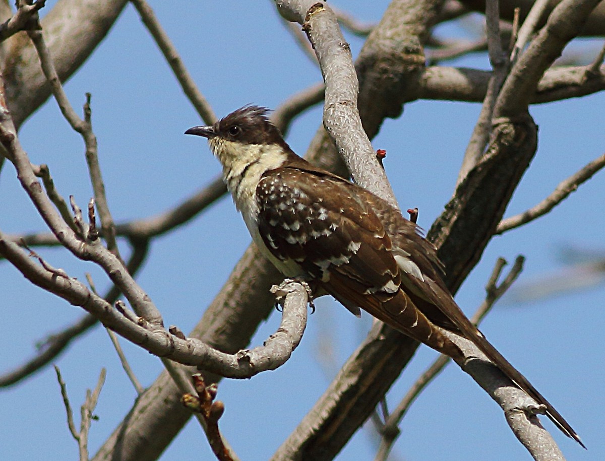 Great Spotted Cuckoo - ML523064271