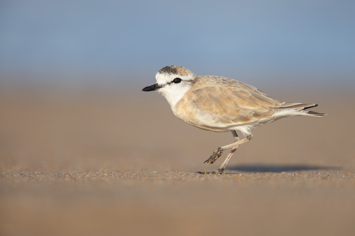 White-fronted Plover - ML523065861