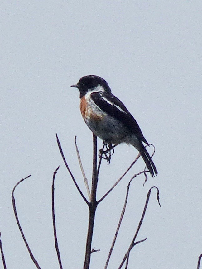 African Stonechat - ML523069541