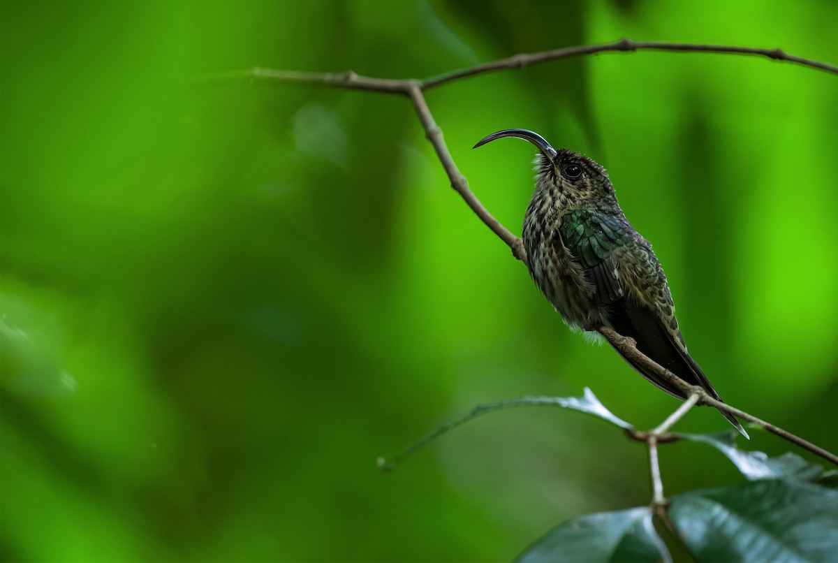 kolibřík orlozobec - ML523072641