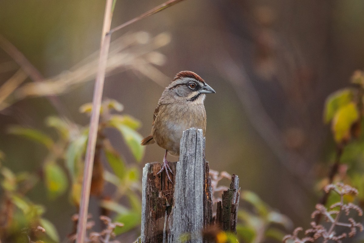 Rusty Sparrow - ML523075561