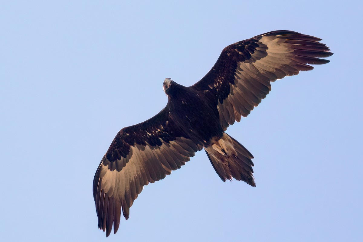 Wedge-tailed Eagle - ML523075911