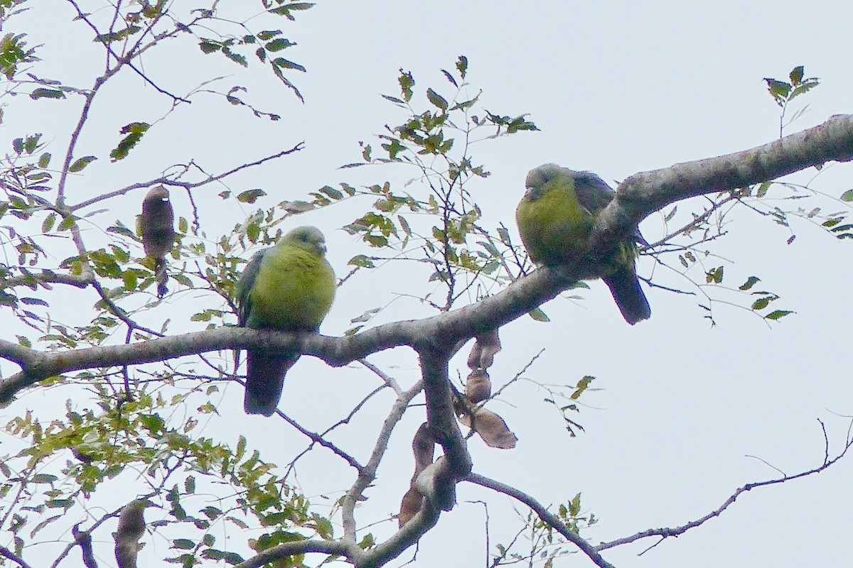 Коморский зелёный голубь - ML523077091