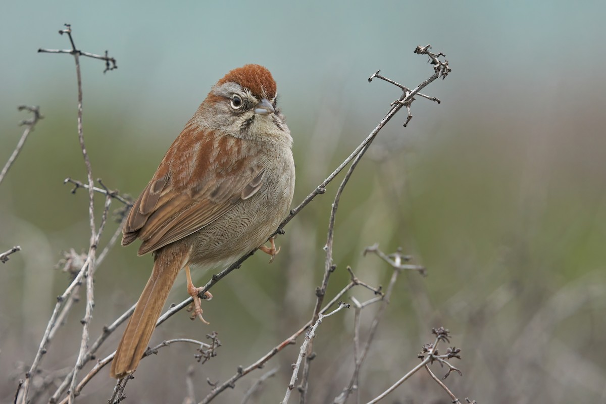 Rufous-crowned Sparrow - ML523083021